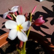 Priscilla Robledo's photo