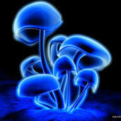Richard Elfs billede