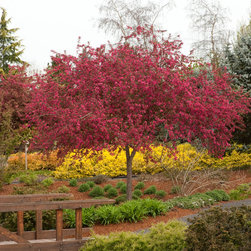 Centurion&reg; Crabapple - Plants