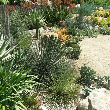 Rancho San Diego Mediterranean Garden