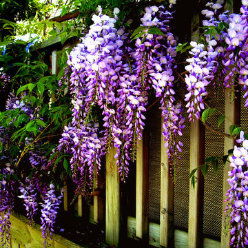 Wisteria Magic