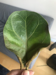 chinese money trees Chinese Money Plant For Sale  Logee's Plants