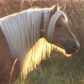 Joan Kershaw Fischer's photo