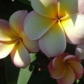 Anne Branske's photo