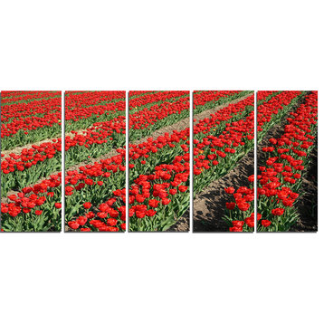 Rows of Red Tulip Flowers, Floral Canvas Art print, 60"x28", 5 Panels