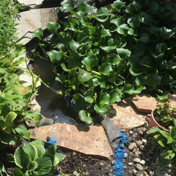 Koi Pond Enhancement