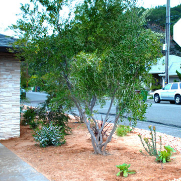Larkspur CA New Landscape
