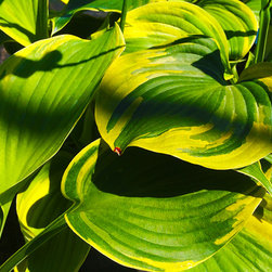 Current Featured Plants - Products