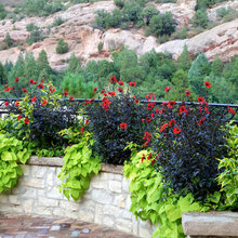 raised beds