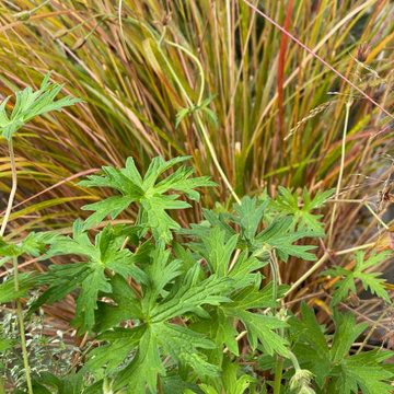 Le ciel du Père Lachaise