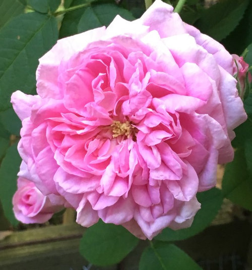First flush of roses in my garden (finally!) | Houzz Forum