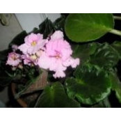 Sharon Ullman's photo