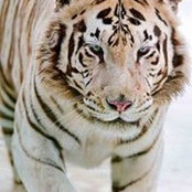 Carvette Turner's photo