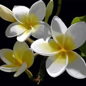 Diane Cole's photo