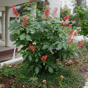 Red Buckeye