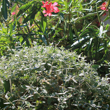 Landscape Designer Cannes | The Scents of Provence