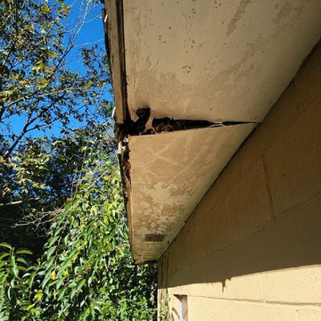 Termite Damage Is at it Again
