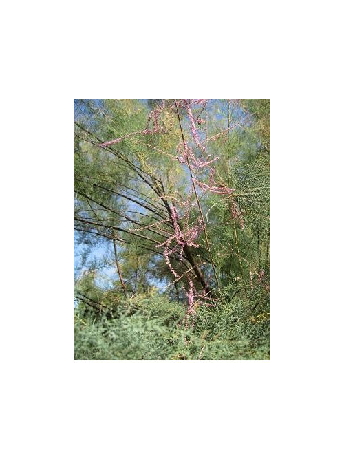 Unusual Tree, what is it?