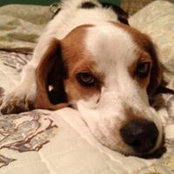 Tracy Cronin's photo