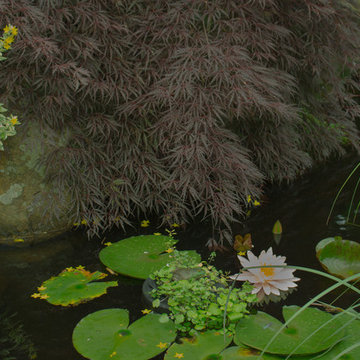 Koi Pond Landscape Design Meredith New Hampshire