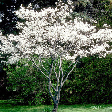 Amelanchier 'Autumn Brilliance'