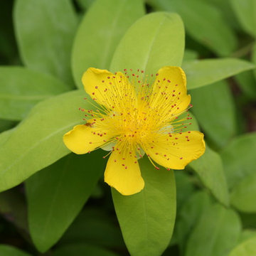 Golden Rule™ St. John's-Wort (Hypericum)