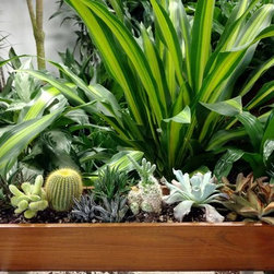 Succulent bowl - Tabletop