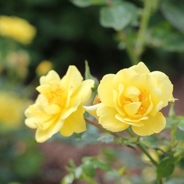 Oso Easy® Lemon Zest Landscape Rose