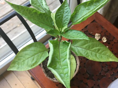 Curling & yellowing bell pepper leaves