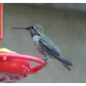 Cherie Broadbent's photo