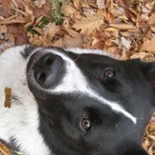Suzanne Downie's photo
