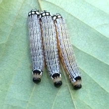 Insects