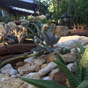 Miscellaneous Cacti & Succulent Landscapes by Rhinamic