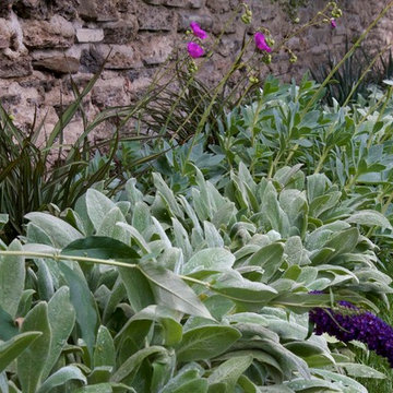 Calandrinia pink and Buddleia purple amongst muted Lamb's Ear