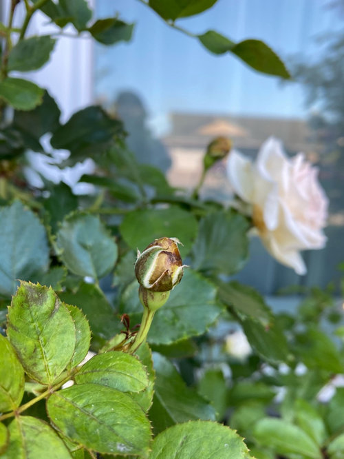 Browning Rose Buds What is causing this???
