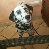 Piccolo Terremoto's photo