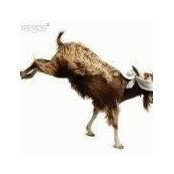 Ridono le Capre's photo