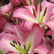 Carol Lowe's photo