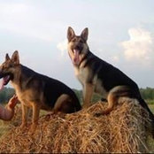 Foto von Jean StGeorge