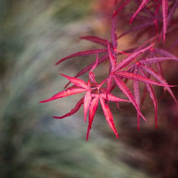 Zen Garden and Asian Inspired Landscape Plants