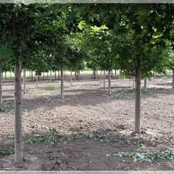 Nursery and Garden Center - Gardening And Lawn Care