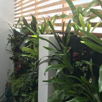 Rozelle Green Wall
