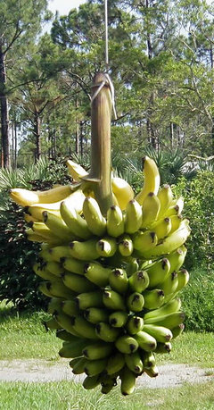 How To Make Your Banana Bunch Go Further