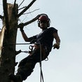 Sandhurst Tree Care's profile photo
