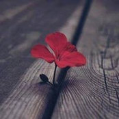 Nourhan Mahers foto