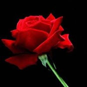 Concetta Suzanna's photo