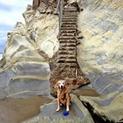 Shanna Jacksons foto
