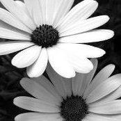 Sharon van Doesburgs foto