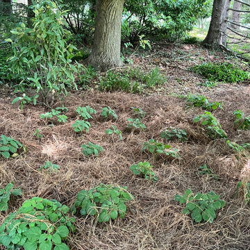 Native Plant Transformation of a HOA restricted landscape