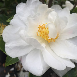 Current Featured Plants - Products